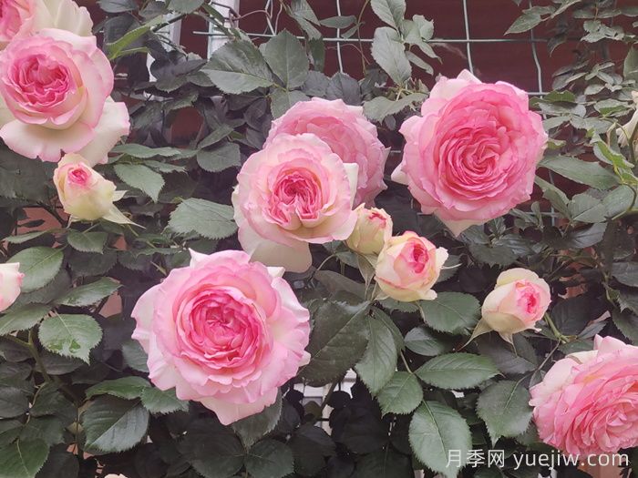 月季坑5年，放棄7款月季，越養(yǎng)越累(圖4)