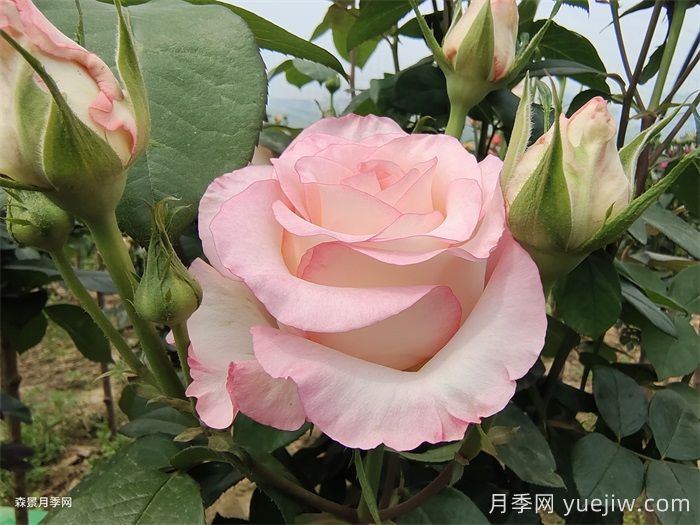 送了這么多年的玫瑰，竟然全是月季？(圖1)