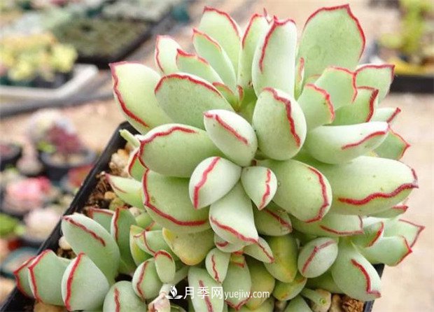 巧克力線，多肉植物(圖1)