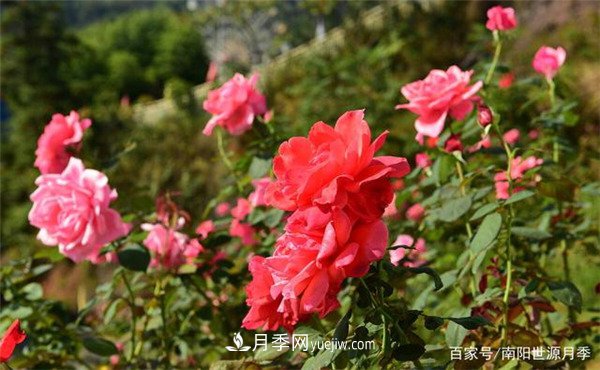 花瓣少的低維護(hù)月季到底有哪些優(yōu)點？(圖1)