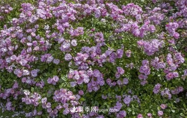 花瓣少的低維護(hù)月季到底有哪些優(yōu)點？(圖6)