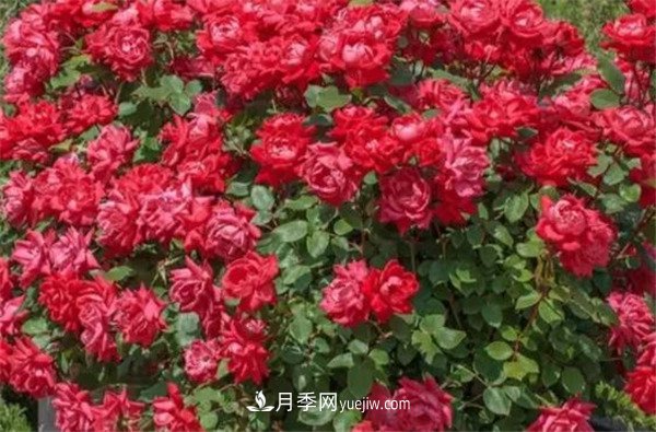 花瓣少的低維護(hù)月季到底有哪些優(yōu)點？(圖3)