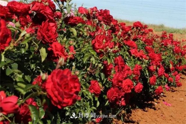 花瓣少的低維護(hù)月季到底有哪些優(yōu)點？(圖2)