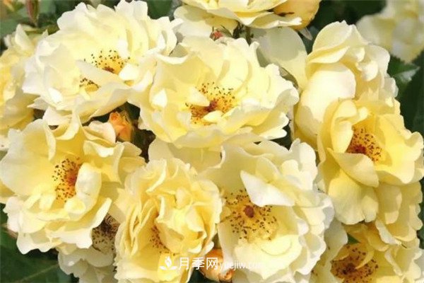 花瓣少的低維護(hù)月季到底有哪些優(yōu)點？(圖5)