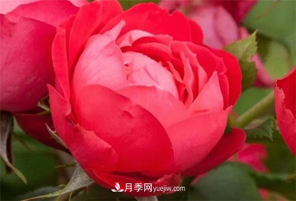 花瓣少的低維護(hù)月季到底有哪些優(yōu)點？(圖4)
