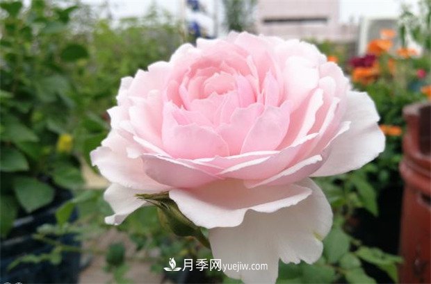 美咲月季，一個(gè)驚艷的日本仙女月季品種(圖1)