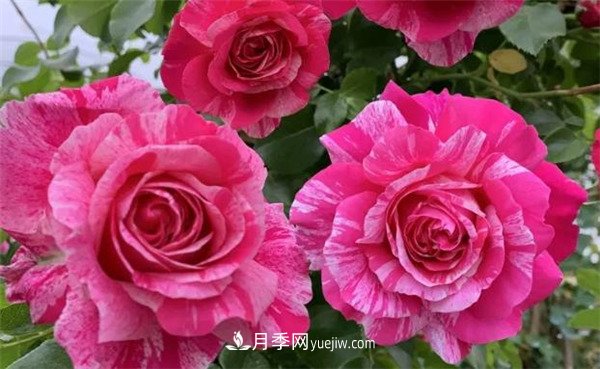 施冬肥，一年中什么時候***適合給月季施肥呢！(圖2)