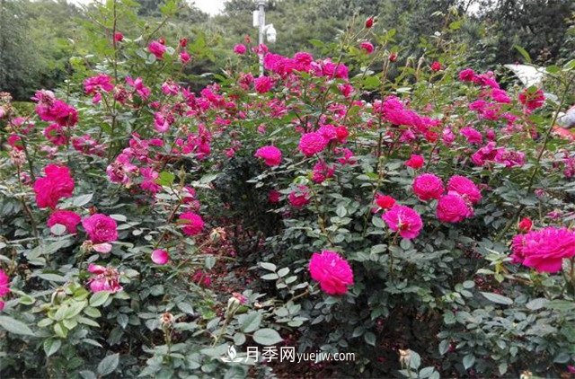 好多年沒到深圳人民公園看月季花展了，不知今年如何(圖2)