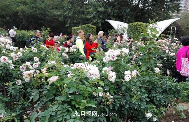 好多年沒到深圳人民公園看月季花展了，不知今年如何(圖3)