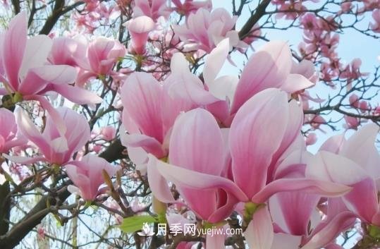 開(kāi)封：玉蘭花開(kāi)，燦爛綻放(圖1)