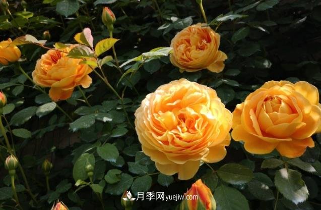月季施肥用什么肥料好？別亂用不然只長葉不開花(圖1)