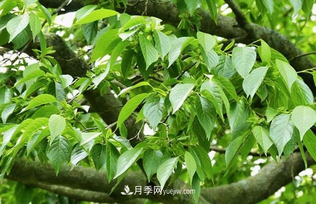 杜仲，可以在北方種植的珍貴樹種苗木(圖1)