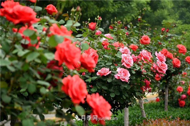 2021年月季人的狀態(tài)：面對復雜，保持歡喜(圖1)