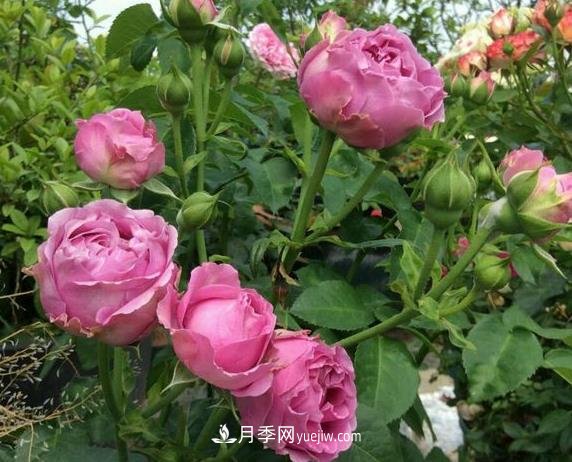 紫霧泡泡月季推薦，花色更是吸引人(圖2)