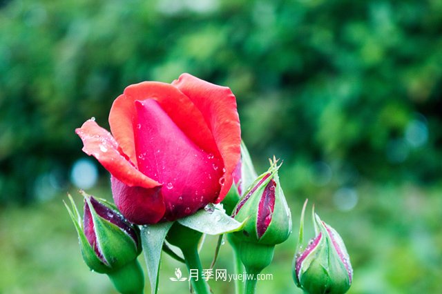月季到了冬季要不要施肥？(圖1)