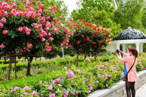 樹狀月季要注意真菌感染哦！(圖1)