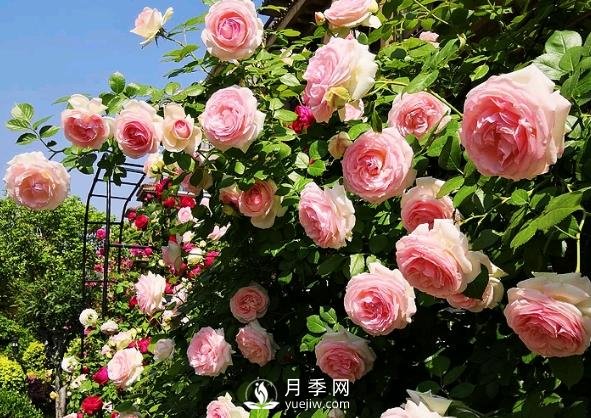 園林景觀運用中月季品種的合理搭配(圖2)