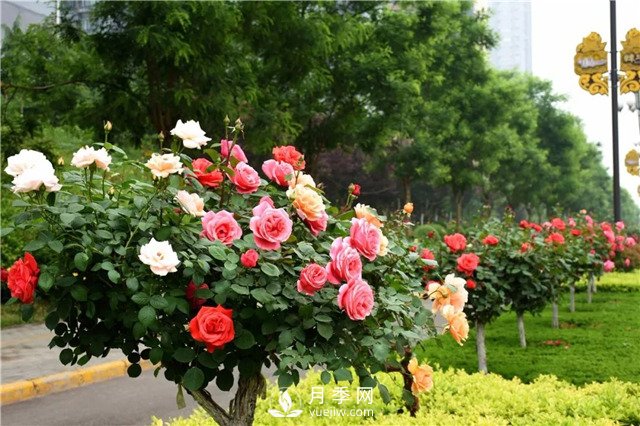 園林景觀運用中月季品種的合理搭配(圖1)