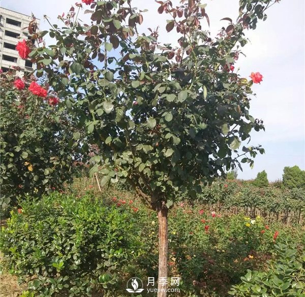 南陽月季樹基地報價，月季樹價格_月季樹批發(fā)(圖2)