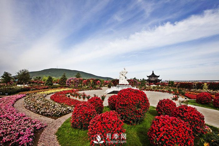 南陽順應(yīng)環(huán)境打造月季產(chǎn)業(yè)(圖1)