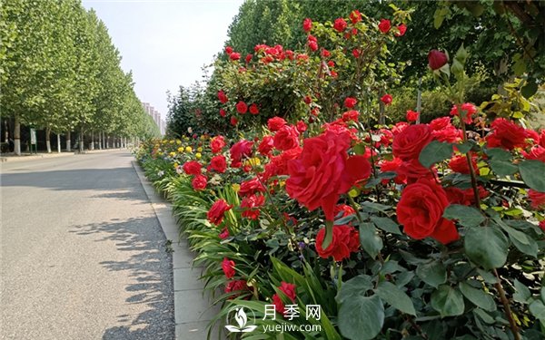 月季小苗，如何養(yǎng)壯？怎樣才能養(yǎng)好月季小苗？(圖1)