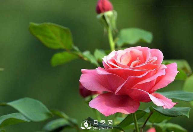 城市市政園林開(kāi)展月季冬剪工作(圖1)