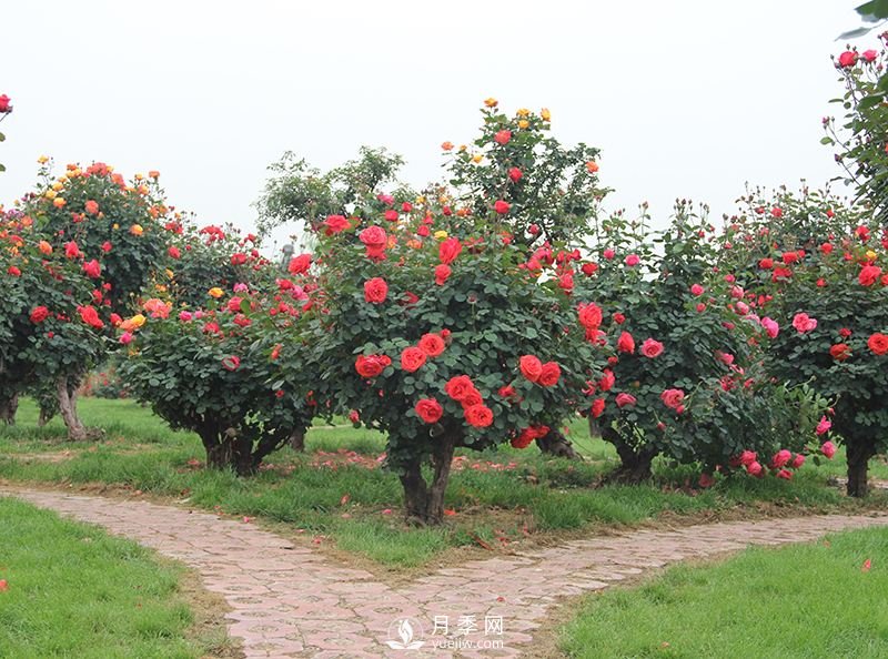 古樁月季樹不僅觀賞性強(qiáng)更價格不菲(圖1)
