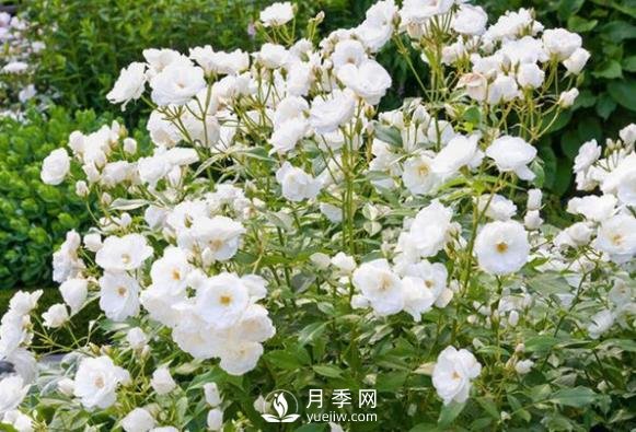 為何豐花月季深受工程采購的青睞？(圖1)