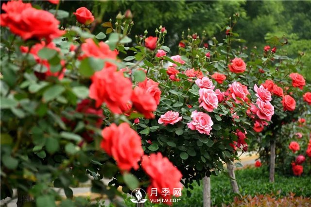 緋扇開花時(shí)美爆了，還用于嫁接月季樹(圖2)