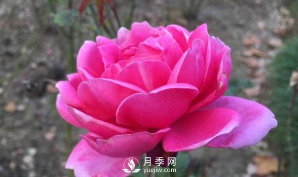 月季花如何舒蕾？(圖1)