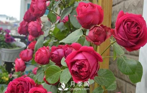 月季出現(xiàn)灰霉病怎么辦？(圖1)