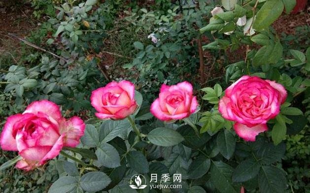 盆栽月季花，應(yīng)該如何養(yǎng)殖呢(圖1)