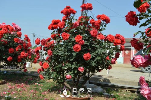 陶盆和塑料盆，哪個更適合種月季呢？(圖1)