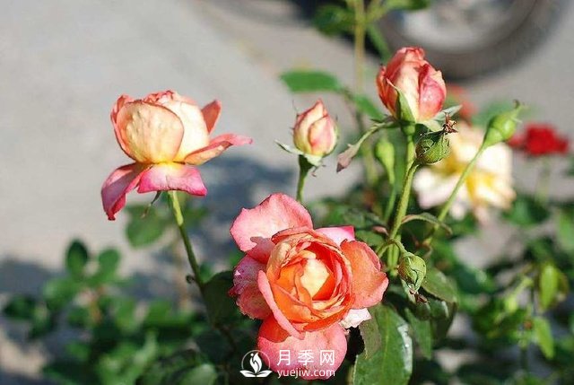 冬天就應(yīng)該這樣養(yǎng)月季 冬天月季養(yǎng)護(hù)方法(圖1)