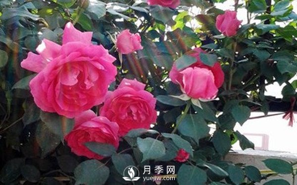 月季花幾月份栽培適宜？(圖1)