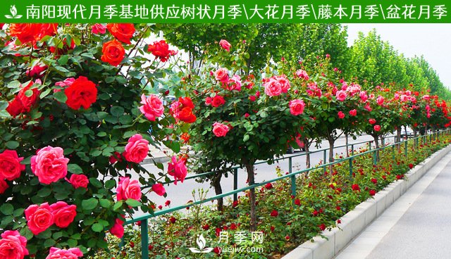 月季樹多少錢一棵？2021年Q1南陽樹狀月季價(jià)格(圖3)