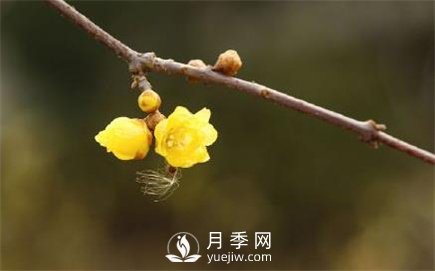 岳陽(yáng)：臘梅獨(dú)自開 只為報(bào)春來(lái)(圖3)