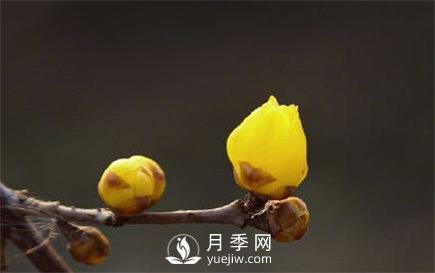 岳陽(yáng)：臘梅獨(dú)自開 只為報(bào)春來(lái)(圖2)