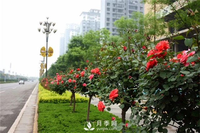 3-4公分月季樹(shù)報(bào)價(jià)，3-4公分高桿月季報(bào)價(jià)！(圖1)