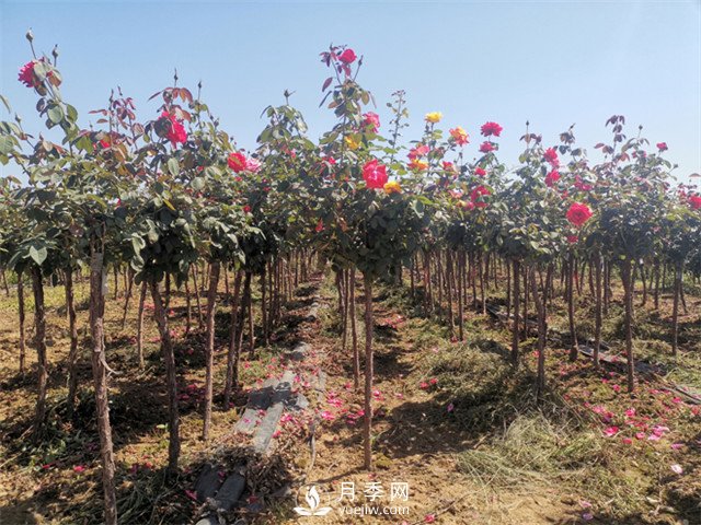 3-4公分月季樹(shù)報(bào)價(jià)，3-4公分高桿月季報(bào)價(jià)！(圖2)