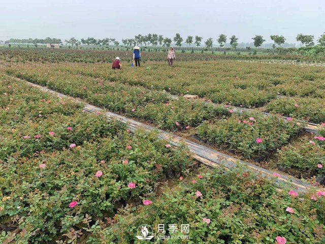 2021年春季盆栽月季市場報(bào)價(jià) 盆花月季多少錢一棵？(圖3)