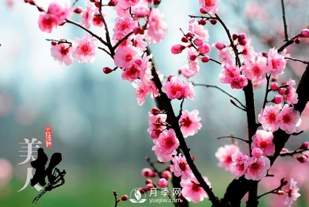 美人梅日常養(yǎng)護(hù)要點(diǎn)，大盆厚土催花艷(圖1)