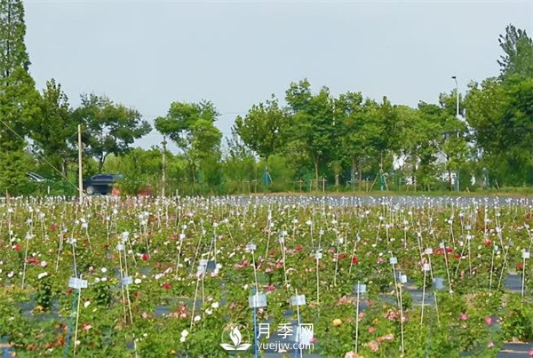 天狼月季，始終走在育種路上(圖2)