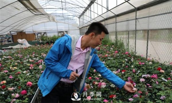 天狼月季，始終走在育種路上(圖3)