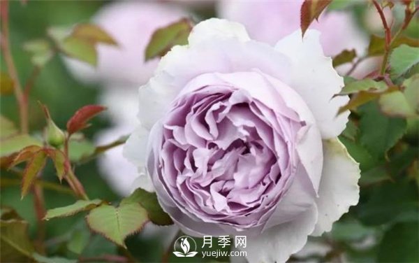 天狼月季，始終走在育種路上(圖4)