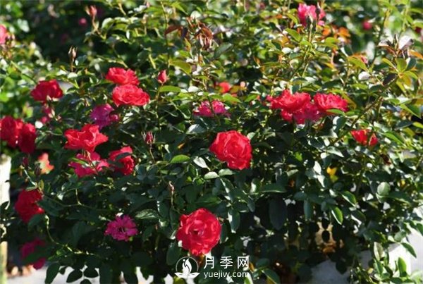 天狼月季，始終走在育種路上(圖8)