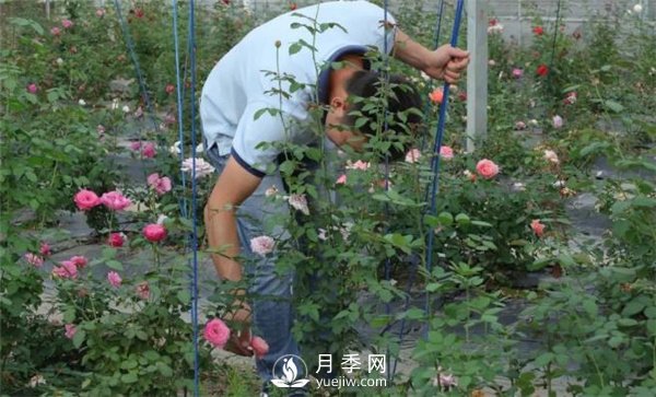 天狼月季，始終走在育種路上(圖9)