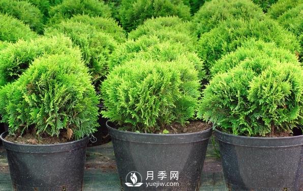 小小的改變，是的這些苗木從價格、價值、銷量都提升數(shù)倍(圖1)