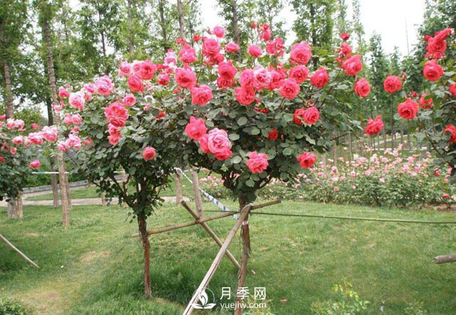 3公分樹狀月季成綠化苗木批發(fā)爆款，原因在哪里？(圖2)