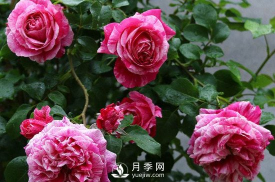 月季如何修剪和促進(jìn)發(fā)筍芽？月季網(wǎng)告訴你(圖1)